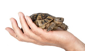 thumbimg
