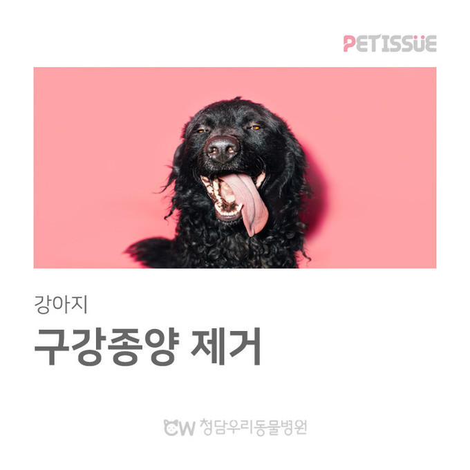 청담우리동물병원 365일 진료후기(9...